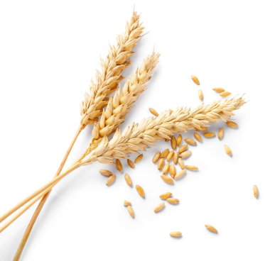 Kurumuş buğday kulakları ve tohumlar beyaza izole edilmiş, üst manzara