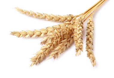 Birçok kurutulmuş buğday kulağı beyaza izole edilmiş.