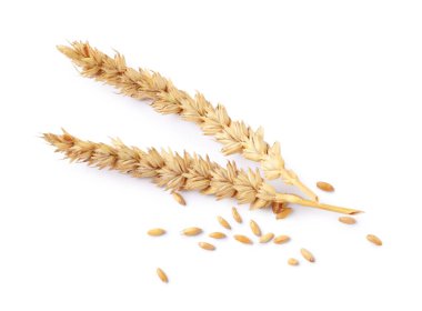 Kurutulmuş buğday kulakları ve tohumlar beyaza izole edilmiş.