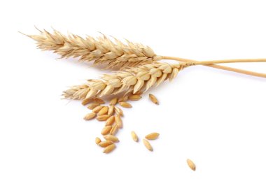 Kurutulmuş buğday kulakları ve tohumlar beyaza izole edilmiş.