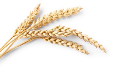 Birçok kuru buğday kulağı beyaz, üst görünümde izole