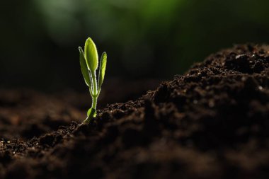 Topraktan büyüyen yeşil yapraklı genç bitki, yakın plan. Metin için boşluk