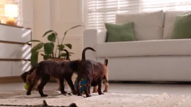 Şirin Griffon yavruları içeride oyuncaklarla oynuyorlar.