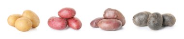 Beyaza izole edilmiş farklı çiğ patates türleri.