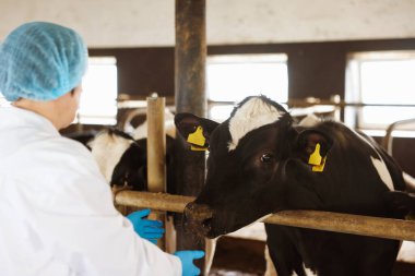 Süt çiftliğindeki ahırın içinde şirin inekleri olan veteriner.