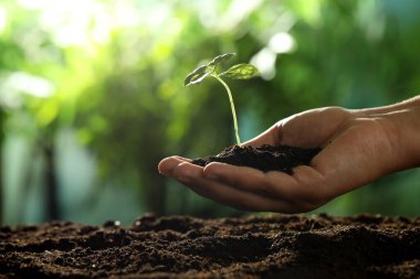 Genç bitkilerle toprak tutan bir kadın, yakın plan. Metin için boşluk