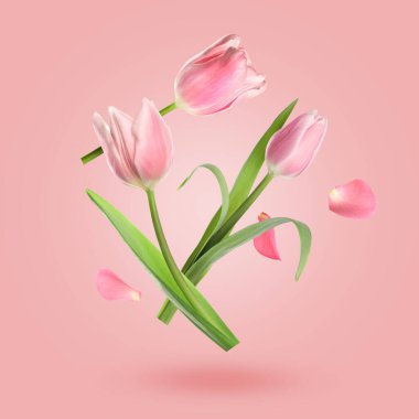 Aromatik laleler ve taç yaprakları pembe eğimli arka plana düşüyorlar