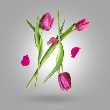 Güzel lale çiçekleri ve taç yaprakları Gri gradyan arkaplana doğru düşüyor