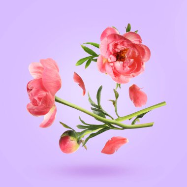 Havadaki güzel şakayık çiçekleri ve taç yaprakları lavanta rengi arka planda