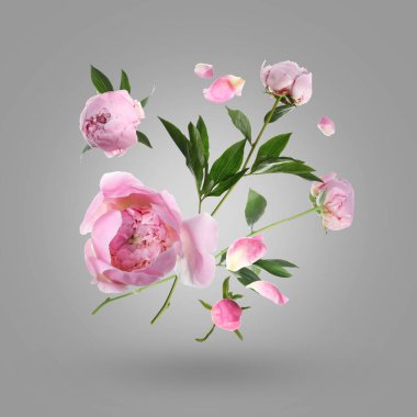 Güzel pembe şakayık çiçekleri ve havada yapraklar, gri eğimli arka plana karşı.