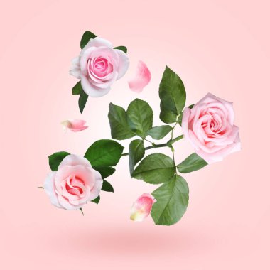 Pembe arkaplanda güzel güller ve yapraklar var.