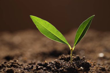 Topraktan büyüyen yeşil yapraklı genç bitki, yakın plan.