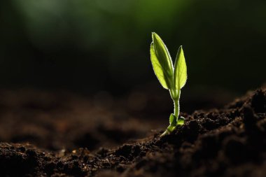 Topraktan büyüyen yeşil yapraklı genç bitki, yakın plan. Metin için boşluk
