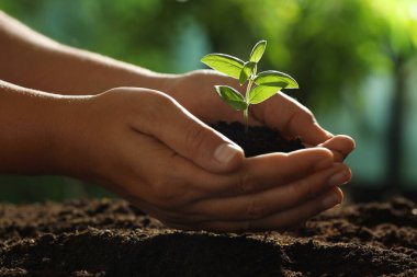 Genç bitkilerle toprağı tutan kadın, yakın plan.