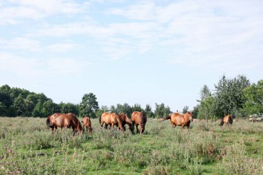 Güneşli bir günde çayırda otlayan güzel atlar