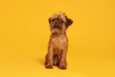 Turuncu arka planda şirin Brüksel Griffon köpek yavrusu