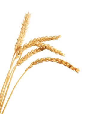 Birçok altın buğday kulağı beyaza izole edilmiş