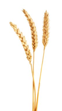 Beyaz üzerinde üç altın buğday kulağı