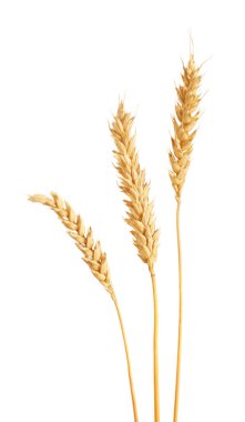 Beyaz üzerinde üç altın buğday kulağı