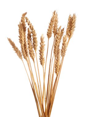 Birçok kurutulmuş buğday kulağı beyaza izole edilmiş.