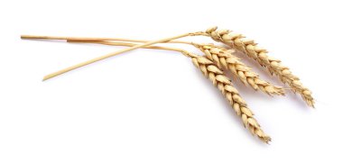 Üç kuru buğday kulağı beyaza izole edilmiş.