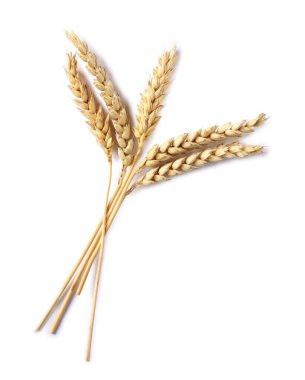 Birçok kuru buğday kulağı beyaz, üst görünümde izole