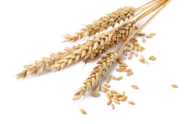 Kurutulmuş buğday kulakları ve tohumlar beyaza izole edilmiş.