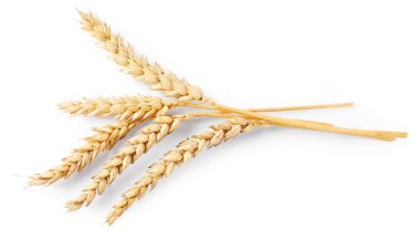 Birçok kuru buğday kulağı beyaz, üst görünümde izole