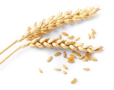 İki kurutulmuş buğday kulağı ve tohum beyaz, üst görünümde izole