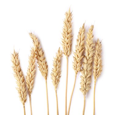 Birçok kuru buğday kulağı beyaz, üst görünümde izole