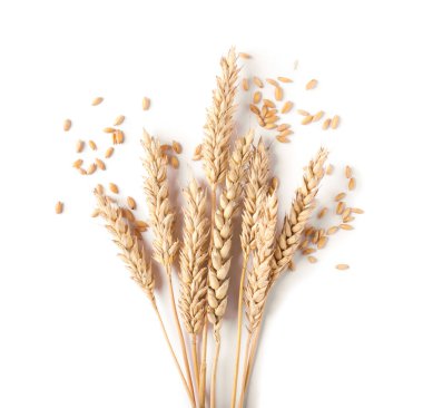 Birçok kurutulmuş buğday kulağı ve tohum beyaz, üst görünümde izole