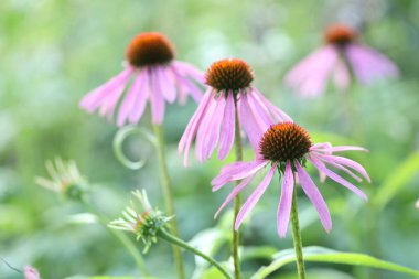 Açık havada büyüyen güzel pembe Echinacea çiçekleri, yakın plan