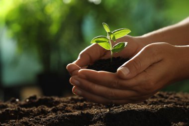 Genç bitkilerle toprağı tutan kadın, yakın plan.