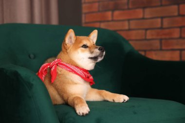 Şirin Shiba Inu köpek yavrusu kırmızı bandanalı evdeki koltukta