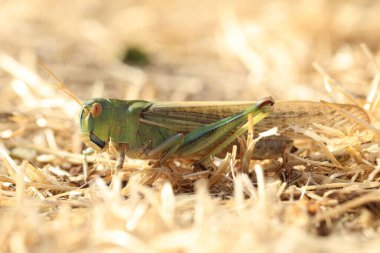 Kuru otların üzerinde bir çekirge, yakın plan.
