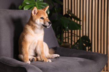 Şirin Shiba Inu köpek yavrusu evde koltukta, mesaj için yer var.