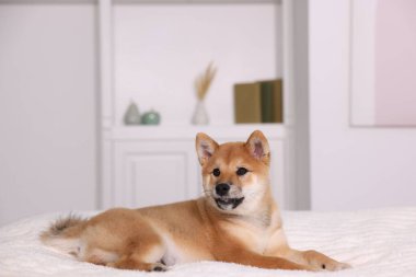 Şirin Shiba Inu yavrusu evde yatakta yatıyor.