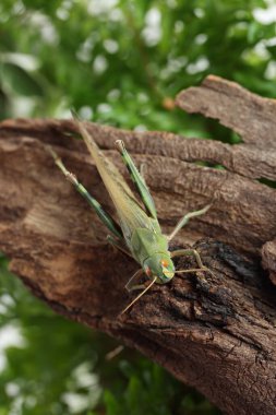 Bir çekirge açık havada, görüş alanının üstünde. Vahşi böcek.