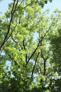 Mavi gökyüzünün altında büyüyen yeşil yapraklı güzel ağaçlar.