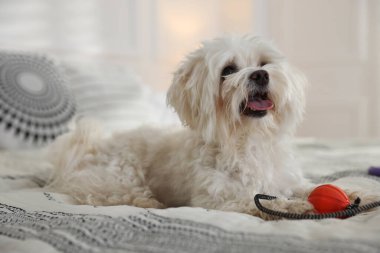 Evde yatağında oyuncak olan sevimli beyaz Maltese köpeği.