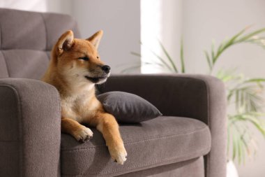 Şirin Shiba Inu köpek yavrusu evde koltukta, mesaj için yer var.