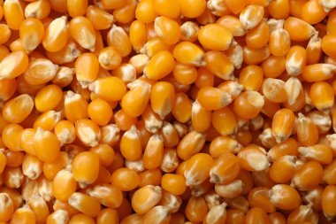 Arkaplan olarak birçok altın mısır taneleri, yakın plan