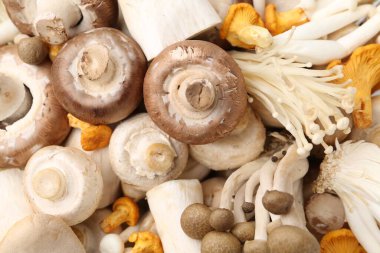 Arka plan olarak farklı ham mantarlar, üst görünüm