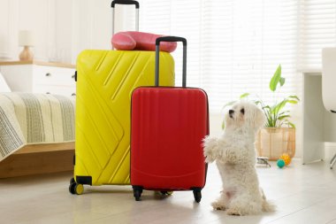 Evcil hayvan oteli. Şirin Maltese köpeği ve bavulları yerde.