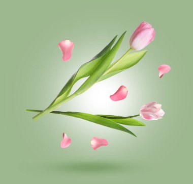 Güzel lale çiçekleri ve taç yaprakları yeşil gri gradyan arkaplana doğru düşüyor