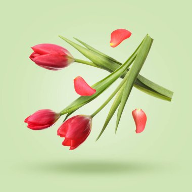 Güzel kırmızı lale çiçekleri ve taç yaprakları açık yeşil zemine doğru düşüyor.