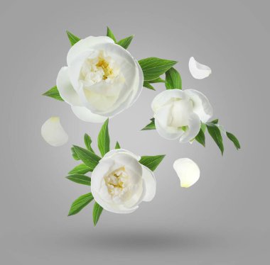 Gri arka planda güzel beyaz şakayık çiçekleri ve yapraklar