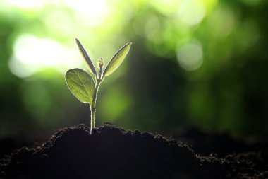 Topraktan büyüyen yeşil yapraklı genç bitki, yakın plan. Metin için boşluk