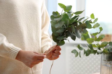 Çiçekçi, çiçekçide okaliptüs dallarından güzel bir buket yapıyor.