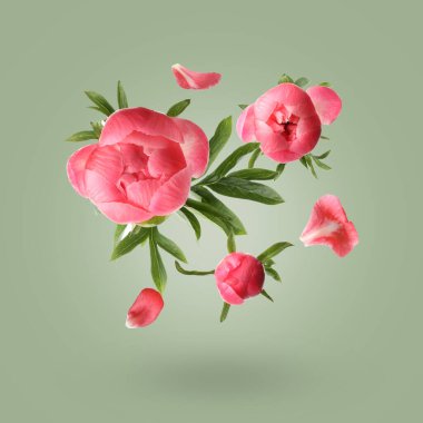 Gökyüzündeki güzel şakayık çiçekleri ve taç yaprakları yeşil gri arka planda